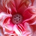 Lovely Supplies avatar