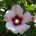 Flor7