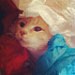 FunLovingPets .com avatar