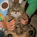 Buyer Avatar