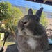 Trashy Rabbit