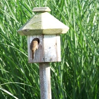 WildBirdHousePeople