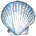 ShellheadDesigns