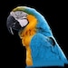 Buyer Avatar