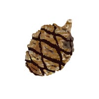 sequoiaillustrates
