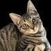 Buyer Avatar