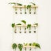 ETSYPlantCuttings