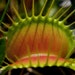 BitingBotany
