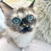 FelineFancyLtd