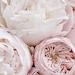PeonieandRose