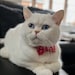 PawsitivePins