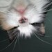 Buyer Avatar
