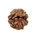 ShriRudraksha