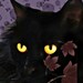 Carol Cross avatar