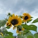 Annelies C