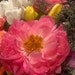 DianaWayDesigns