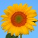 Sunflower Art Supply