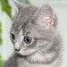 Buyer Avatar