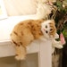 RealisticPetCrafts