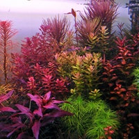 Aquariumplants2o9