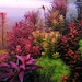 Aquariumplants2o9