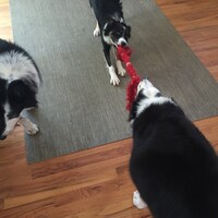 DoubleDogDareToys