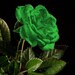 Emeraldrose