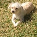 Buyer Avatar