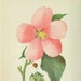 BadBotanist