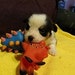 Buyer Avatar