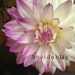 Sheidahlia