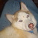 Lisa Thoreson avatar