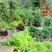 BerryGarden17