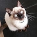 Buyer Avatar