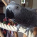Buyer Avatar