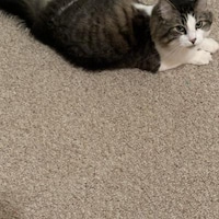 Tobykittytreasures