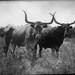 LonghornWoodshop
