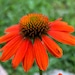 Tammy_image