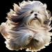 Buyer Avatar