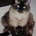 Buyer Avatar