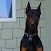 Buyer Avatar