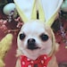 Sadness Rabbit