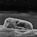 MoonlightMerchDesign
