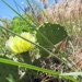 prairiefancie