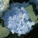 FLORETSFLOWERS