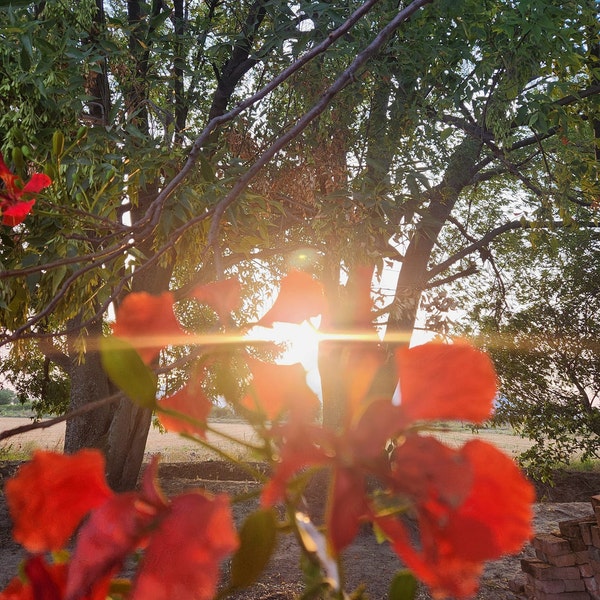 Rancho-jaripeo Season-toro-mexican-spanish-300 DPI Png-bull-western - Etsy