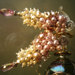 CorinnasAtelier