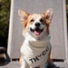 The Corgi Collective