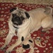 Buyer Avatar
