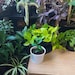 DEEEPGARDEN